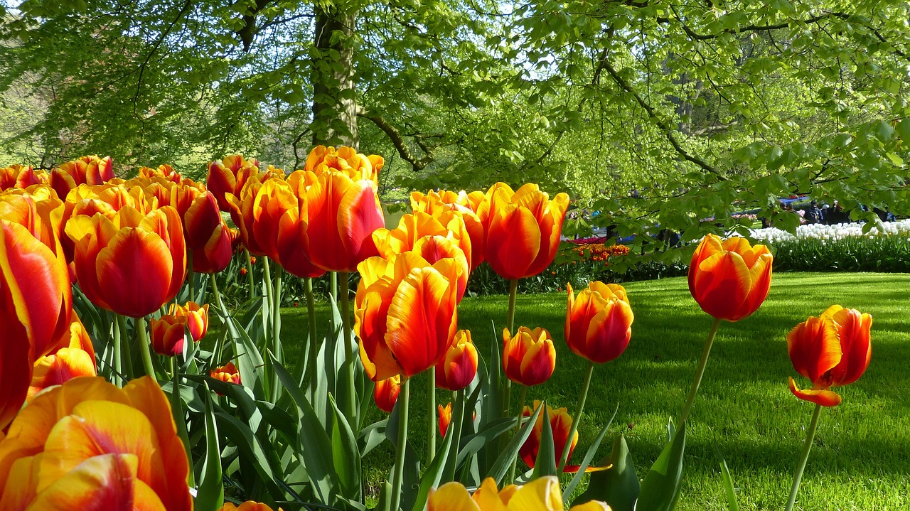 tulip, flower, garden-2787235.jpg
